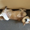 柴犬のハル