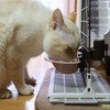 猫の人気記事ランキングTOP5…2021年上半期