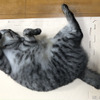 猫の人気記事ランキングTOP5…2021年上半期