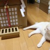 猫の人気記事ランキングTOP5…2021年上半期