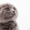 猫の人気記事ランキングTOP5…2021年上半期
