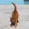 猫の人気記事ランキングTOP5…2021年上半期