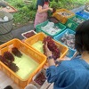 ちちぶ山ルビー検品