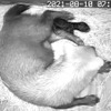 生後0日（8/10）。ブッシュドッグの母親と生まれて間もない赤ちゃんの様子（観察モニターより）
