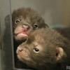 生後26日（9/5）。オスにも歯が生え、2頭がよくじゃれ合うようになった