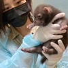 8月に誕生したブッシュドッグ（ヤブイヌ）の赤ちゃん《画像提供 神戸どうぶつ王国》