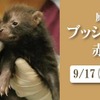 8月に誕生したブッシュドッグ（ヤブイヌ）の赤ちゃん《画像提供 神戸どうぶつ王国》