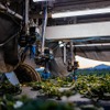 イチゴ収穫ロボット「TX ロボティック ストロベリー ハーベスター」