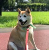 柴犬のさぶ君