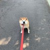 柴犬のさぶ君