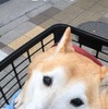 柴犬のさぶ君