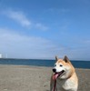 柴犬のさぶ君