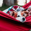 ラフォーレグランピングフィールド 修善寺、愛犬とのグランピング体験が叶う