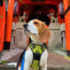 「愛犬と一緒に参拝できる神社ベスト20」発表