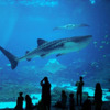 美ら海水族館（沖縄県）