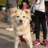 ワンミャツダクラブで保護した犬たちの1歳を祝うお散歩会