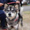 ラムちゃんは、黒と茶色が混ざった毛の色がユニーク。飼い主さんは、散歩が苦手な彼女のために、ウッドデッキとサンルームを作ったそうだ