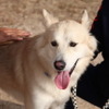岳丸くん。怖がりで、音の大きい車が来るとすぐにお家へ帰ってしまうのだという。お父さんと息子さんがしっかり寄り添っていた
