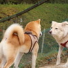 他の犬ともご挨拶