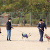 ワンミャツダクラブで保護した犬たちの1歳を祝うお散歩会