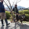 犬のお散歩ボランティア（呉動物愛護センターにて）