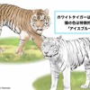 ベンガルトラとホワイトタイガー