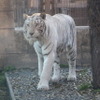 東武動物公園のホワイトタイガー「ロッキー」
