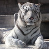 ホワイトタイガーの「シュガー」