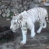 ホワイトタイガーの「カーラ」