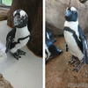 京都水族館の「せん」（左）と「ちえ」（右）。複数のメスへアプローチするも思いが叶わなかった「せん」。ついに「ちえ」とカップルになったそう