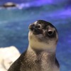 すみだ水族館で2021年に生まれた「ぼんぼり」（オス）。大きく成長して元気に過ごしている