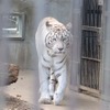 宇都宮動物園のホワイトタイガーとアムールトラ