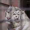 宇都宮動物園のホワイトタイガー