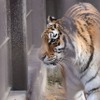 宇都宮動物園のアムールトラ・アズサ