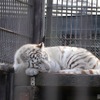 宇都宮動物園のホワイトタイガー・シラナミ