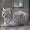 宇都宮動物園のホワイトタイガー・イーサン