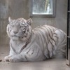 宇都宮動物園のホワイトタイガー