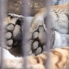 宇都宮動物園のアムールトラ・ルイの肉球