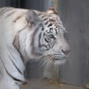 宇都宮動物園のホワイトタイガー