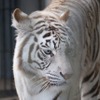 宇都宮動物園のホワイトタイガー