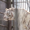 宇都宮動物園のホワイトタイガー