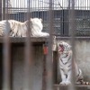 シラナミ（上）とイーサン（下）