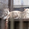 シラナミとイーサン