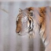 宇都宮動物園のアムールトラ