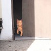 ねこ園長・さんた。ただしトリックアート