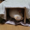 「ねこたつ」を作る