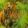 トラ © Narayanan Iyer (Naresh) / WWF-International