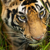 トラ © Suyash Keshari / WWF-International