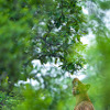 トラ © Suyash Keshari / WWF-International