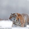 アムールトラ（シベリアトラ） © Shutterstock / Ondrej Prosicky / WWF-International